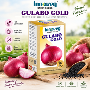 Innoveg Gulabo Gold – Premium Onion Seeds | इनोवेज गुलाबों गोल्ड प्रीमियम प्याज बीज