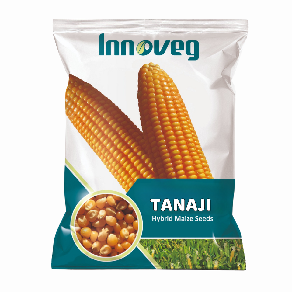 Innoveg Tanaji Single Cross Hybrid Maize