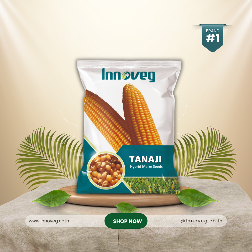 Innoveg Tanaji Single Cross Hybrid Maize