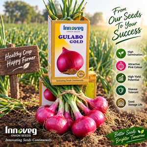 Innoveg Gulabo Gold – Premium Onion Seeds | इनोवेज गुलाबों गोल्ड प्रीमियम प्याज बीज