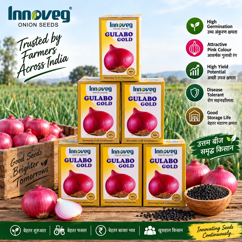 Innoveg Gulabo Gold – Premium Onion Seeds | इनोवेज गुलाबों गोल्ड प्रीमियम प्याज बीज