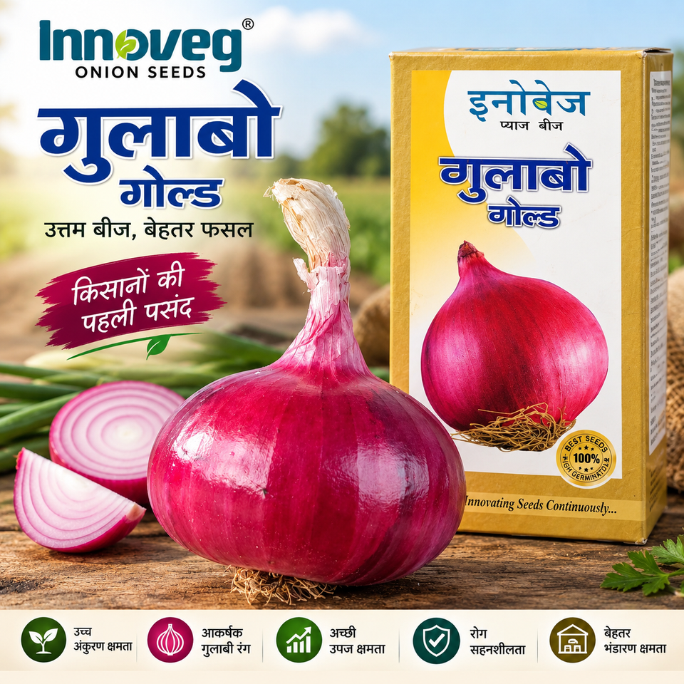 Innoveg Gulabo Gold – Premium Onion Seeds | इनोवेज गुलाबों गोल्ड प्रीमियम प्याज बीज