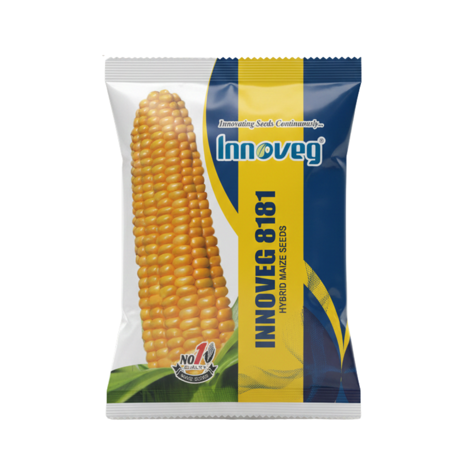 Innoveg 8181  – Single Cross Hybrid Maize