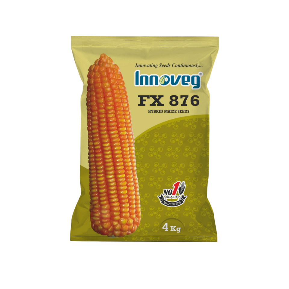 INNOVEG FX 876 – Single Cross Hybrid Maize